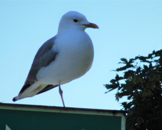 WHS 11